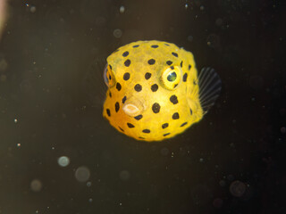 ミナミハコフグ, ハコフグ科,
Yellow Boxfish, Ostracion cubicus,
ハコフグ, ハコフグ科,
Boxfish, Ostracion immaculatus,
幼魚
ヒリゾ浜南伊豆町中木
静岡県伊豆半島-2025
日本有数のシュノーケリングスポット。
夏の数カ月間だけ渡し船で行ける。
水質透明度魚影が素晴らしい。
