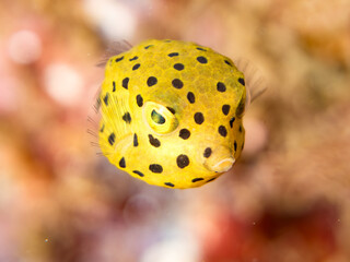 ミナミハコフグ, ハコフグ科,
Yellow Boxfish, Ostracion cubicus,
ハコフグ, ハコフグ科,
Boxfish, Ostracion immaculatus,
幼魚
ヒリゾ浜南伊豆町中木
静岡県伊豆半島-2025
日本有数のシュノーケリングスポット。
夏の数カ月間だけ渡し船で行ける。
水質透明度魚影が素晴らしい。
