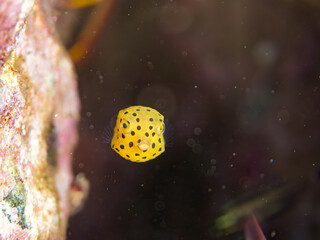 ミナミハコフグ, ハコフグ科,
Yellow Boxfish, Ostracion cubicus,
ハコフグ, ハコフグ科,
Boxfish, Ostracion immaculatus,
幼魚
ヒリゾ浜南伊豆町中木
静岡県伊豆半島-2025
日本有数のシュノーケリングスポット。
夏の数カ月間だけ渡し船で行ける。
水質透明度魚影が素晴らしい。
