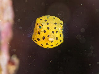 ミナミハコフグ, ハコフグ科,
Yellow Boxfish, Ostracion cubicus,
ハコフグ, ハコフグ科,
Boxfish, Ostracion immaculatus,
幼魚
ヒリゾ浜南伊豆町中木
静岡県伊豆半島-2025
日本有数のシュノーケリングスポット。
夏の数カ月間だけ渡し船で行ける。
水質透明度魚影が素晴らしい。
