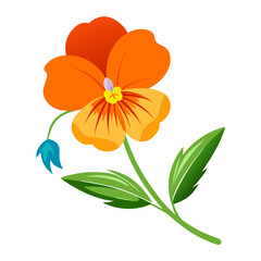 orange pansies flower with branch on white background