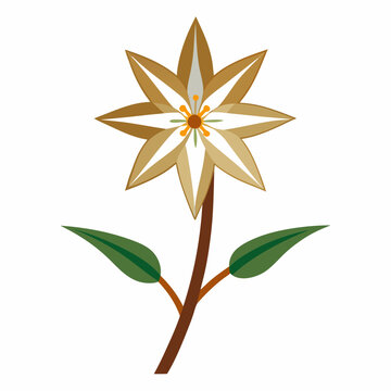 star of bethlehem flower on white background