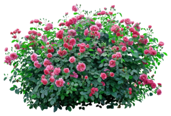 PNG Vibrant pink rose bush blooms