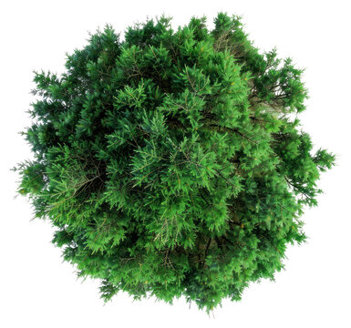 PNG  Lush green tree top view