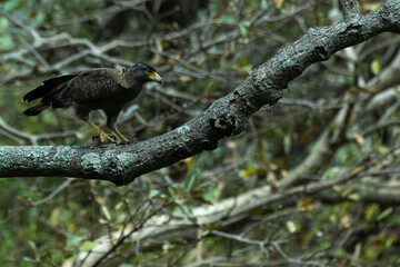 A sharp, portrait of an adult Crested Serpent eagle perched on a horizontal tree branch. The background features a soft, natural bokeh of forest greenery, highlighting the bird as the central subject.
