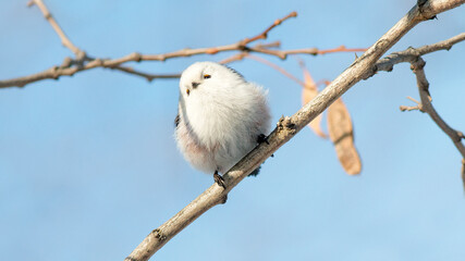 white tailed tit © lazalnik