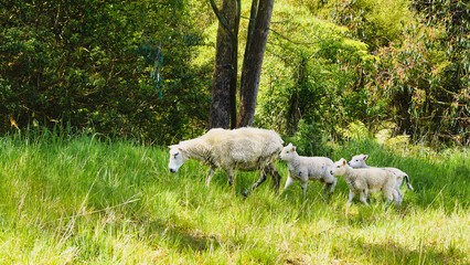 White sheep and lambs walking across lush green pasture