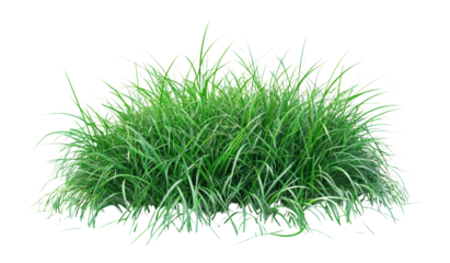 PNG Vibrant green grass vegetation background isolated