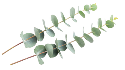 Eucalyptus Leaves Against Geometric Background green leaves