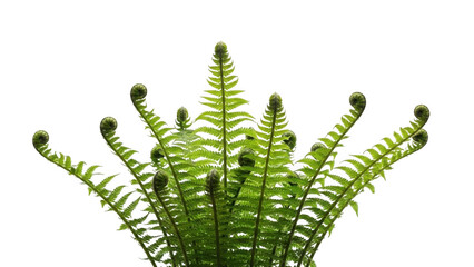 Green fern fronds isolated on transparent background