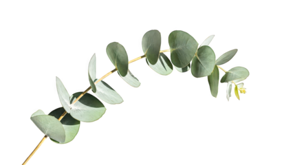 Green leafy plant with geometric background in shades of brown and beige