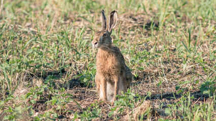 rabbit in the grass