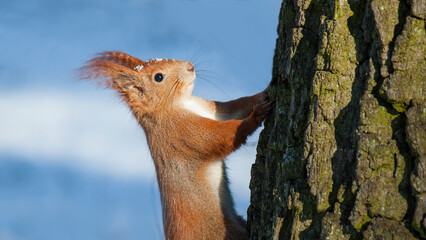 Fototapete bei efototapeten.de bestellen   