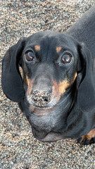Adorable dachshund with a sandy nose enjoying a day on a pebble beach, showcasing playfulness and curiosity ideal for pet-themed content.