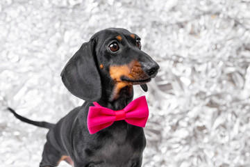 A black and tan dachshund wears a bright pink bow tie while posing in front of a crinkled silver background, looking off to the side with an alert expression