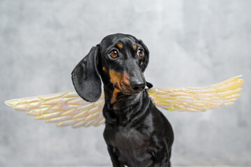 A black and tan dachshund wearing shiny yellow angel wings poses against a soft grey background, looking to the side with a calm expression