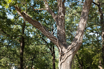 Sunlight streams through the leafy canopy of a forest, casting a warm golden glow on the lush green foliage. Summer greenwood. High quality photography