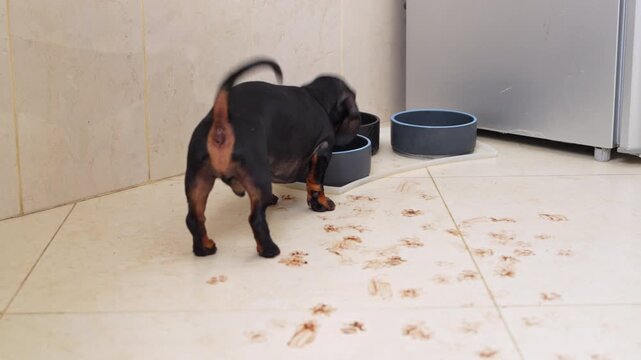A small black and tan dachshund puppy eats from a food bowl on a tiled kitchen floor that is covered in muddy paw prints trailing across the surf
