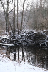 Lake reflection. Winter landscape during sunset. Trees covered with snow. Sun rays through the trees