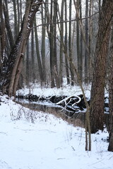 Lake reflection. Winter landscape during sunset. Trees covered with snow. Sun rays through the trees