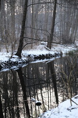 Lake reflection. Winter landscape during sunset. Trees covered with snow. Sun rays through the trees