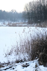 Winter landscape during sunset. Trees covered with snow. Sun rays through the trees