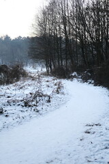 Winter landscape during sunset. Trees covered with snow. Sun rays through the trees