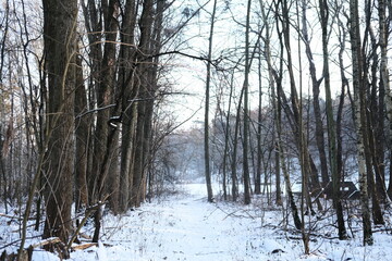 Winter landscape during sunset. Trees covered with snow. Sun rays through the trees