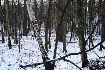Winter landscape during sunset. Trees covered with snow. Sun rays through the trees