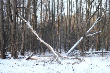 Winter landscape during sunset. Trees covered with snow. Sun rays through the trees