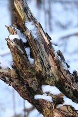 Winter landscape during sunset. Trees covered with snow. Sun rays through the trees