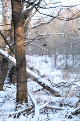 Winter landscape during sunset. Trees covered with snow. Sun rays through the trees