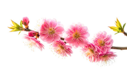 Pink flowers on a white background with window frames