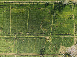 Fototapeta premium Aerial view of dividing road cutting through vibrant green rice paddies in Sri Lanka