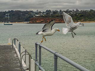 Pacific Gull And Sea Gull lifted Off