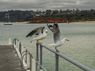 Pacific Gull And Sea Gull Wings Up To Take Off