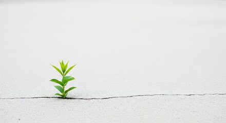 A lone green plant growing through a crack in a concrete sidewalk.