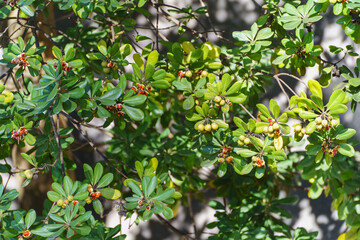 トベラの実・japanese tobira