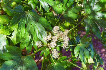 ヤツデ・秋に咲くヤツデの花・Japanese Aralia