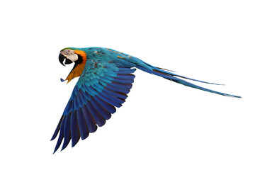 Colorful flying Blue and Gold Macaw parrot isolated on transparent background png file	