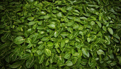 small leaves texture structure pattern backdrop