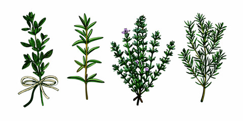 A botanical illustration displaying sprigs of rosemary and other aromatic herbs © Ranu