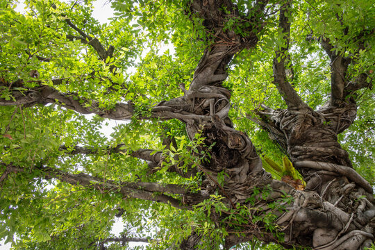 Twisted trunk of an ancient Spanish Cherry Tree in Bangkok Thailand offers a wide variety of medicinal uses