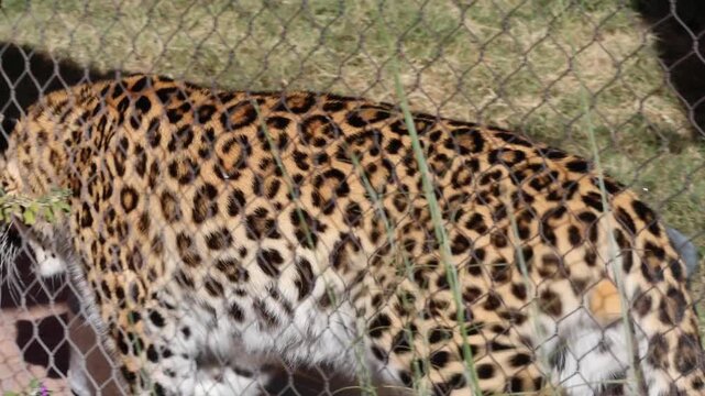 spotted leopard pacing inside its enclosure (bit feline cat zoo) predator behind chain link fence