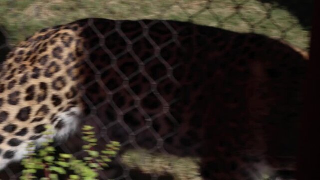 spotted leopard pacing inside its enclosure (bit feline cat zoo) predator behind chain link fence