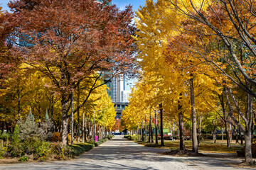 Autumn Tree-Lined Walkway in Seoul Forest Park During Peak Fall Colors in Seoul South Korea