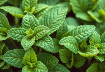 Close-up of fresh mint leaves, hand-drawn style, delicate lines,   vein,  line art