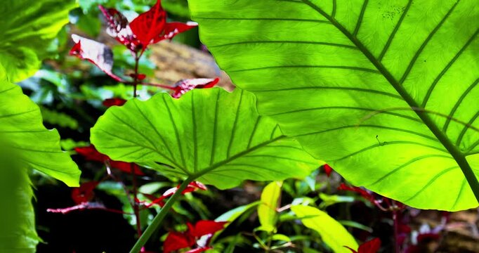 The taro plant in the mountains of Taiwan has large, glossy green leaves covered with water droplets, highlighting the clear veins and the moist texture characteristic of tropical plants.