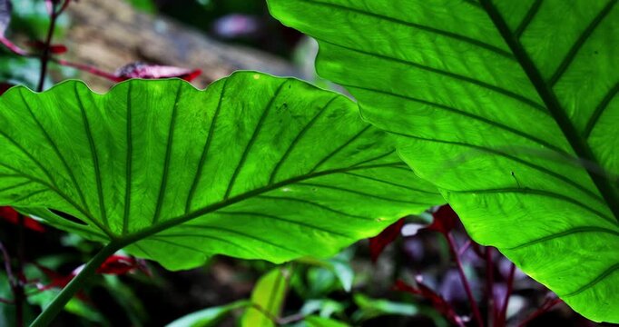 The taro plant in the mountains of Taiwan has large, glossy green leaves covered with water droplets, highlighting the clear veins and the moist texture characteristic of tropical plants.