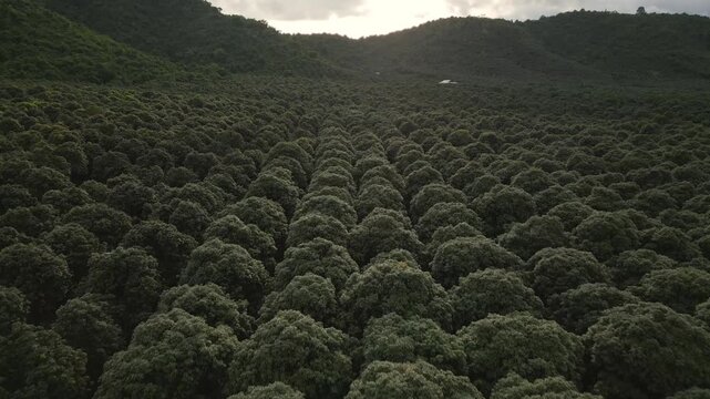 Organic mango production in the heart of Kampot wilderness, Cambodia